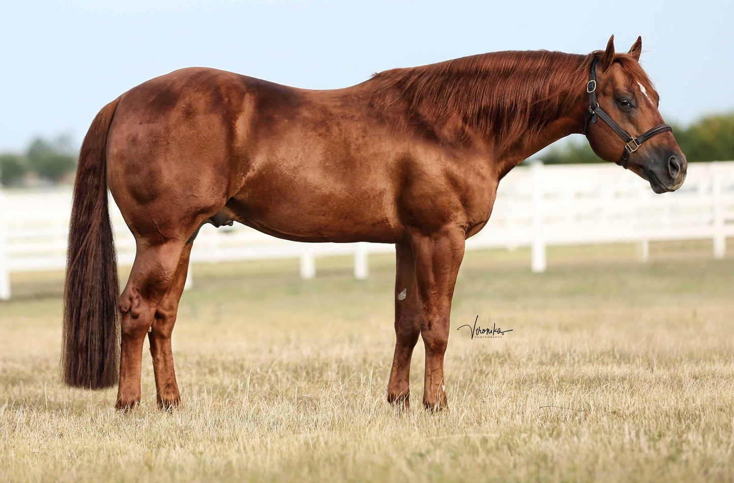 2023 Buy One Get One Breed Contract For MAGNUM WITH A DREAM